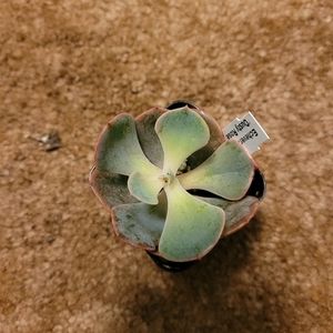 2 inch purple, blue, and yellow succulent